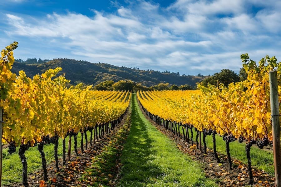autumn-vineyard-views-with-golde (1)